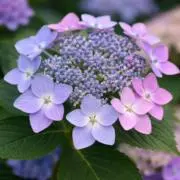 ❀Hydrangea❀の画像