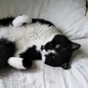 モモ