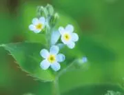 えすあんどえむ