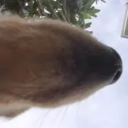 ふなけん