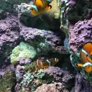 スーパースター