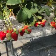 あずきな