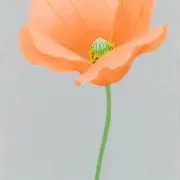 ohanaの画像