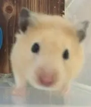 ちゅん