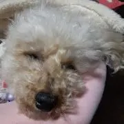 ちゃっぴー
