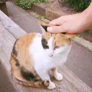 ULIの画像