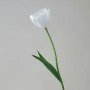 snowの画像