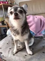 カニカマの画像