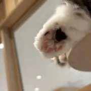 ໒꒱の画像