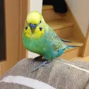 るるの画像