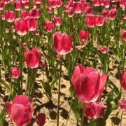 maanaaaの画像
