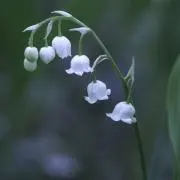 suzuの画像