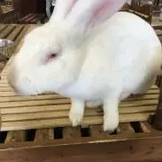 うれぴーまん