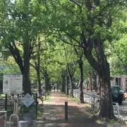 無花果の画像