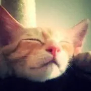うめぼしの画像
