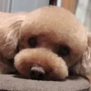 てぃあの画像