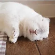 ミノン