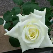 サラ