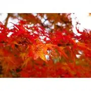 たくみの画像