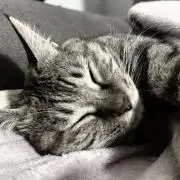 メルの画像