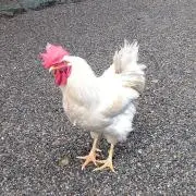 まつの画像