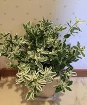 もさスイルの画像