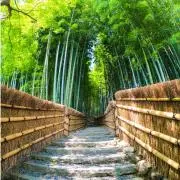 TIDAの画像