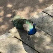 リリーの画像