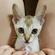 チセ
