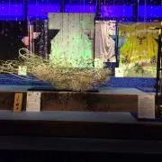 ぬこの画像