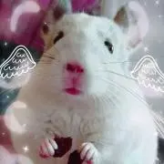 fumiの画像
