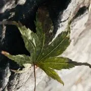 ふじさきの画像
