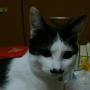 DEBUCAT2 プロフ必読お願いしますの画像