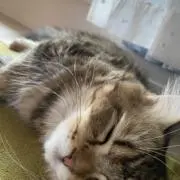 さいとの画像