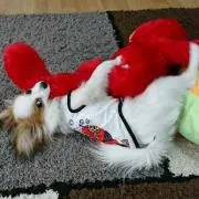 ニニモモ