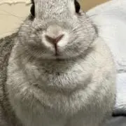 たー