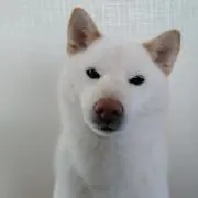 おチロ