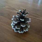 pineconeの画像