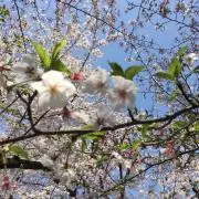 あかね
