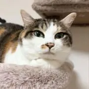 もち 大量出品中！プロフィールご覧下さいの画像