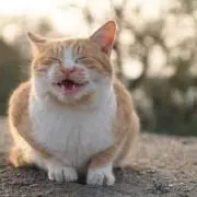 きこ