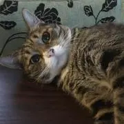tabineko