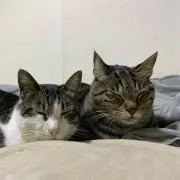 ちゃろ。の画像