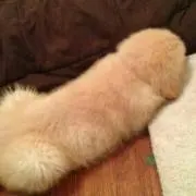 ちょんまげ