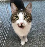 発送は火土日(^-^)猫大好きおじさんの画像