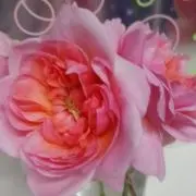 eco