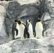 つくねの画像