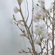 ももの画像