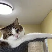 てんてんの画像