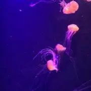 ハイメン